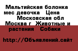 Мальтийская болонка 3мес девочка › Цена ­ 12 000 - Московская обл., Москва г. Животные и растения » Собаки   